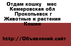 Отдам кошку 4 мес. - Кемеровская обл., Прокопьевск г. Животные и растения » Кошки   